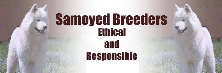 Samoyed Breeders, Ethical and Responsible